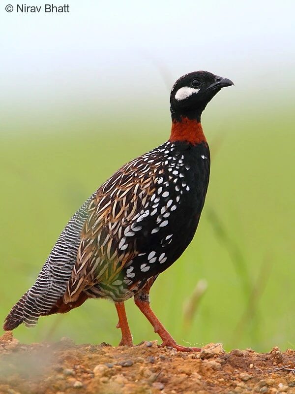 Black Francolin