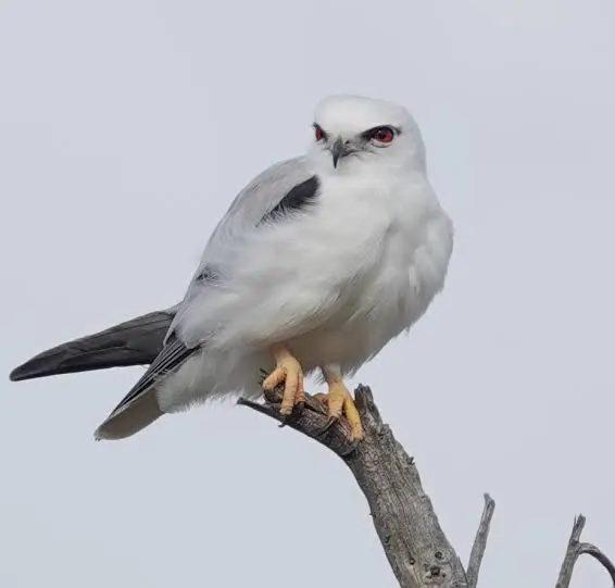 Black-shouldered Kite