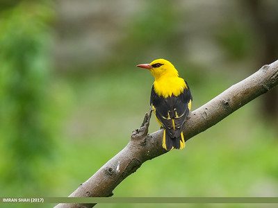 Golden Oriole