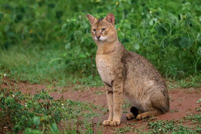 Jungle Cat