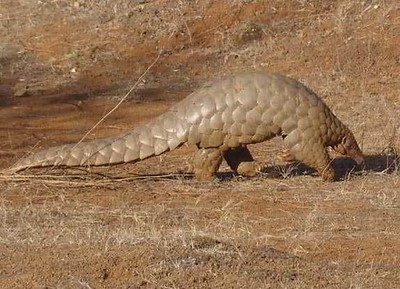 Indian Pangolin