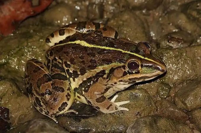 Bull Frog