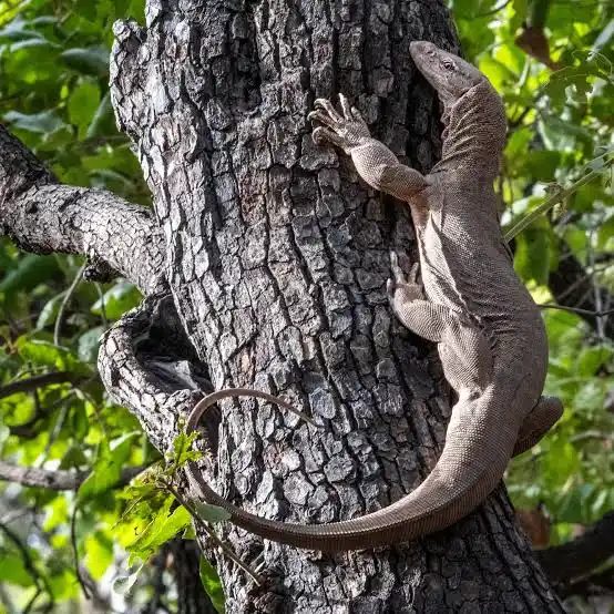 Indian Garden Lizard