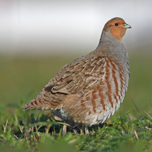 grey partridge