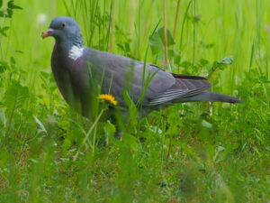 17558127458 f37cc38ef0 w