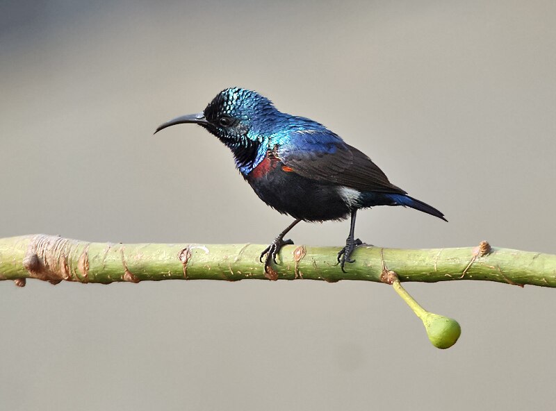 800px purple sunbird (nectarinia asiatica) male (breeding) on kapok (ceiba pentandra) in kolkata i img 1893