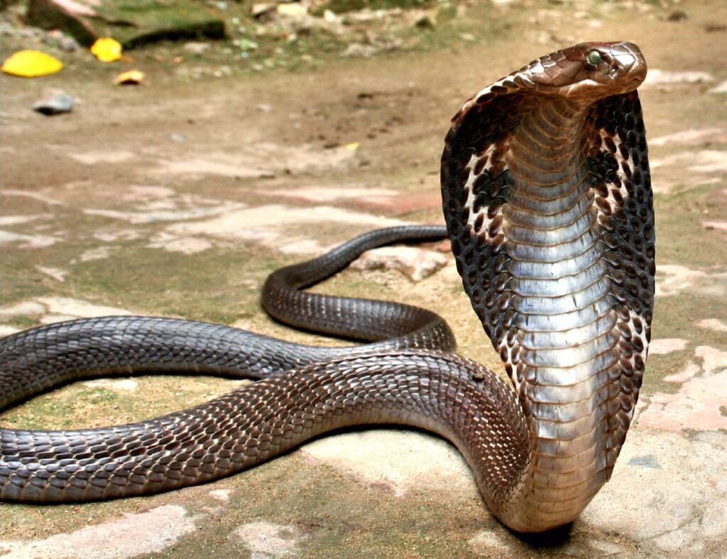 indian spectacled cobra flickr scorius