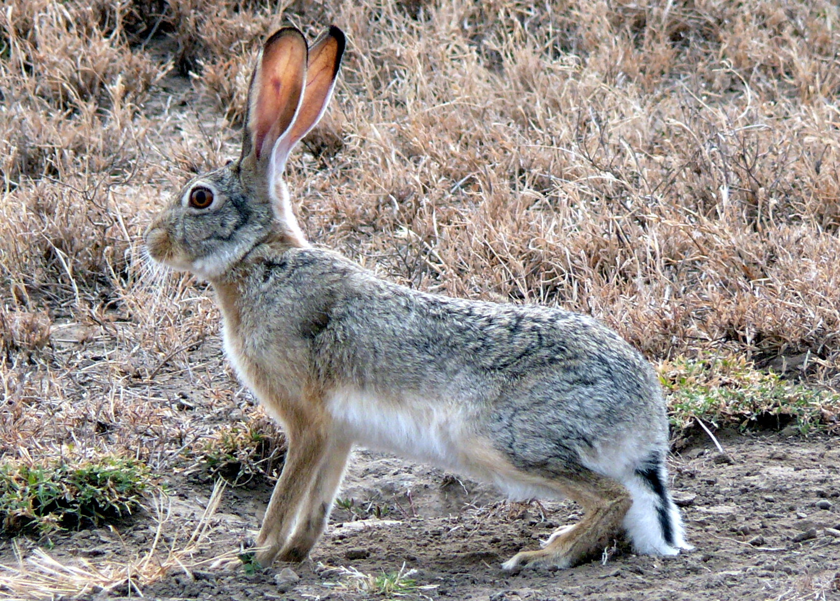 lepus capensis (cropped)