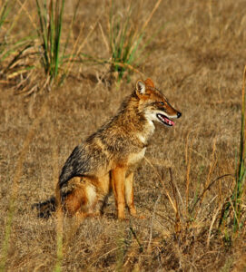 asiatic jackal