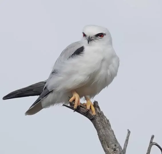 black shouldered kite