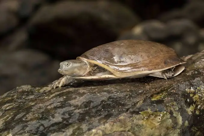 flapshell turtle