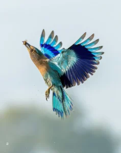 indian roller