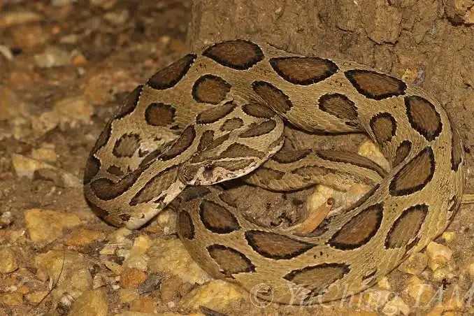 rustletail viper