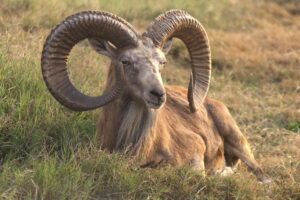 urial