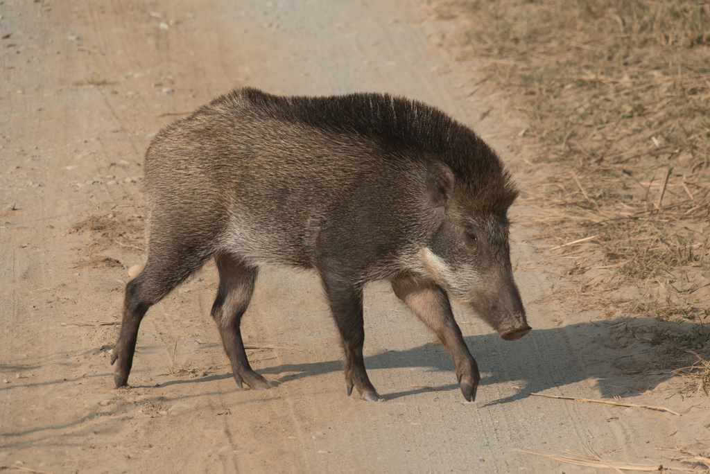 wild boar